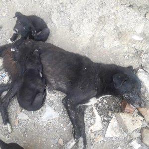 تصاویری از سگ‌هایی که با تیر شهرداری همدان از پای درآمده‌اند 