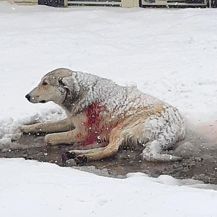 تصاویری از سگ‌هایی که با تیر شهرداری همدان از پای درآمده‌اند